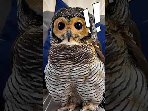 Are you Scared of the Doctor?😱🦉🩺 #funny #owl #cute #duck #pets #animals #cat