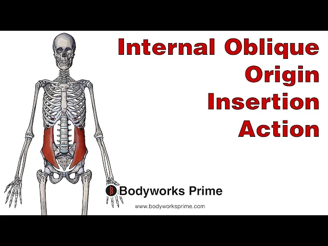 Internal Oblique Muscle Anatomy - Bodyworks Prime