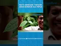 Lagu FAKTA MENRARIK TENTANG DAUN BUNGKUS ALA PAPUA