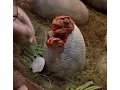 Video di Jurassic Park 1993 movie - Velociraptor birth, hatches, PUSH little one PUSH - HD 2017