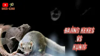 masteran bajing tupai kekes sambung kunti mbeset tajam bajingkekes tupaikekes masteran