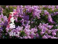 Lagu 丁香花 (4K UDH) #chenxiaozhu #xiaozhuchen #cover #song #music#陈晓竹 #国风 #翻唱 #丁香花