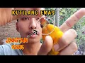 Download Lagu PERBEDAAN KUTILANG EMAS JANTAN DAN BETINA