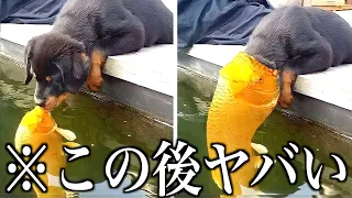 神回 ツッコミどころ満載な動物のおもしろ動画見ようぜwwwwww傑作集 ハプニング映像 犬 猫 