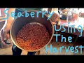 Download Lagu Seaberry -  Using the Harvest