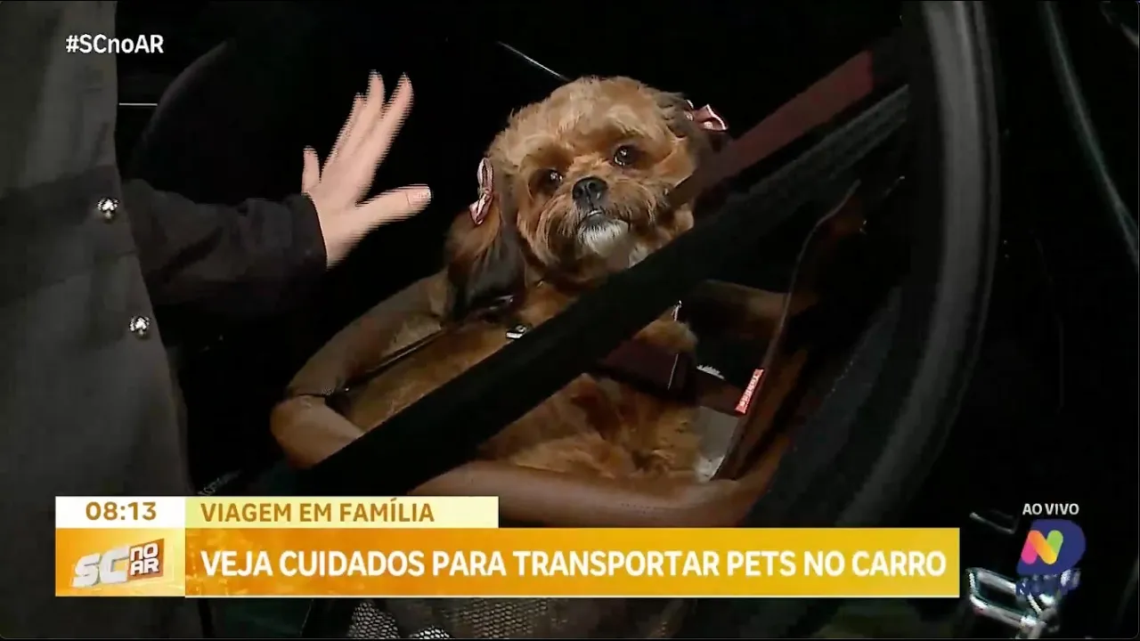 Viagem em família: veja cuidados para transportar pets no carro