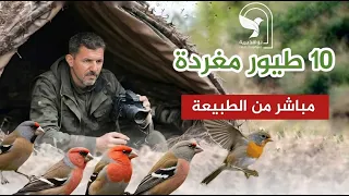 اجمل انواع الحسون والطيور المغردة المهاجرة ابو الحناء والحداد وعصفور التين والتمير مباشرة من الطبيعة 