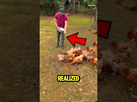 He wanted to help the chickens!