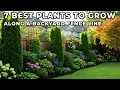 Lagu 7 beste planten om langs een schutting in de achtertuin te laten groeien