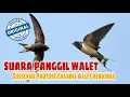 Download Lagu 7 Jam non stop !! Bunyi Panggil Burung Walet Gred Super Terbaik!!! Ilmu Pelet  Burung walet