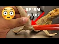 Bearded Dragon Stuck SPERM PLUG Removed GROSS