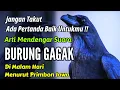 Download Lagu Arti Mendengar Suara Burung Gagak Di Malam Hari Menurut Primbon Jawa Ada Pertanda Baik Untukmu