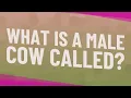 What is a male cow called