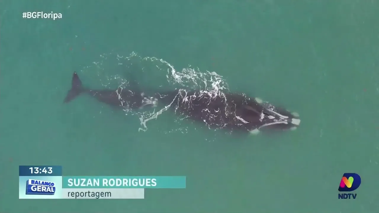 Deputados e organizações ambientais discutem melhorias para prevenir encalhe de baleias em SC