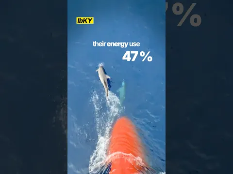 Why dolphins love swimming right next to huge boats?
