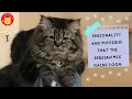 Personality and physique that the Persian mix Maine Coon