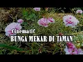 Download Lagu Cinematic bunga mekar di taman