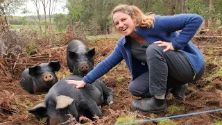 Meet our Pig Dozers! Using pigs to regenerate our pasture – Free Range Homestead Ep 6