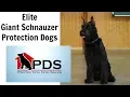 Elite Prufenpuden Giant Schnauzers by Protection Dogs For Sale