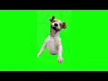 Lagu Green Screen Laughing Dog Meme