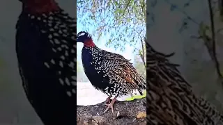 Https Youtu Be Sq8K1sw0 PI Si LP TT554oGwQd7q2 