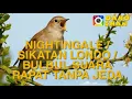 NIGHTINGALE / SIKATAN LONDO / BULBUL AUDIO RAPAT TANPA JEDA