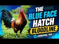 The Legacy and Secrets of the Blueface Hatch Bloodline