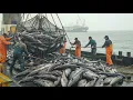 The 320 000 Patagonian Toothfish Hunt Southern Ocean Documentary