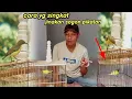 Download Lagu cara cepat menjinakkan burung sogon Pikatan#sogon#burungsogon#caramerawatsogon