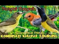 Download Lagu SUARA PIKAT BURUNG REMETUK LAUT DAN KEMADE+SOGON. PILIHAN..