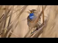 Download Lagu Bird sounds – White-spotted bluethroat (Luscinia svecica cyanecula)