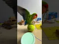 Download Lagu Bird Training : Smart lovebird Parrot | Smart Little Cute Parrot #training #smartparrot #cute