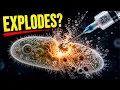 Microbes EXPLODE in 3 Hydrogen Peroxide Under a Microscope