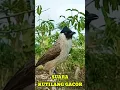 Download Lagu SUARA KUTILANG SUPER GACOR