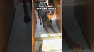 #fyp #dream #travel #sailing #pets #doberman