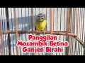 Panggilan Mozambik Betina Ganjen | Suara Mozambik Betina Birahi Lagi Membuat Sarang