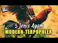 Download Lagu 5 Jenis Ayam Modern Terpopuler Dikalangan Penghobi Dan Peternak Ayam