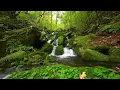 Lagu Nature sounds for relaxation and meditation / Birdsong / Stream Sounds