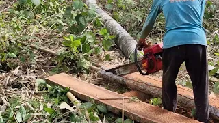 HIGH-EFFICIENCY Chainsaw Technique Slicing Ccoconut Logs with Zero Flaws