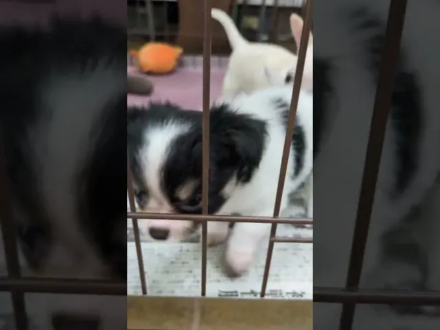動画