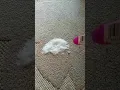 Download Lagu Baking soda \u0026 vinegar carpet stain busting!!! #shorts