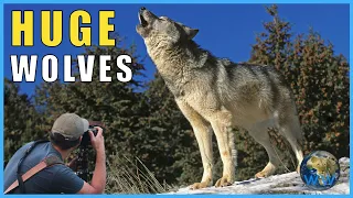How Big Do Wolves Get