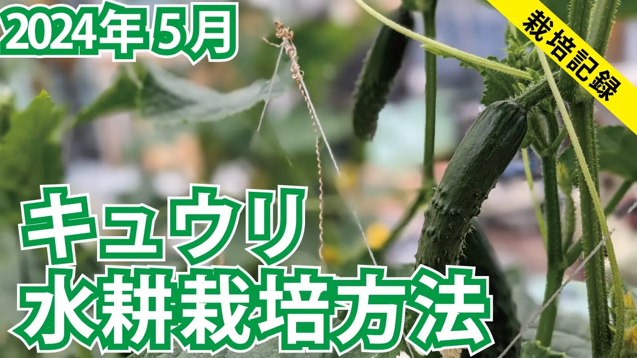 【収穫開始】水耕栽培キュウリを雨どいで育てる【2024年5月】