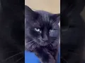 of adoptable pet named Kerfluffle
