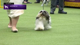 Havanese Breed Judging 2023