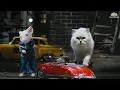 Lagu हमें उस चूहे को जान से मारना होगा, वरना हमारा भांडा फूट जाएगा। Stuart Little Hindi Dubbed | SnowBell