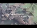 The Green Leaves of Summer (onscreen lyrics) by The Brothers Four