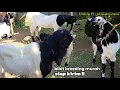Download Lagu Kambing pe jantan pacek, induk \u0026 dara (kawinan) ekonomis freeongkir p, jawa
