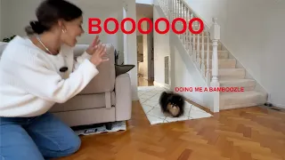 Can My Pomeranian Find Me? | 3 Hiding Spots Tested!
