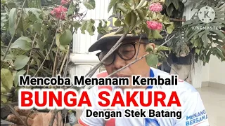 mencoba menanam bunga sakura dengan stek batang